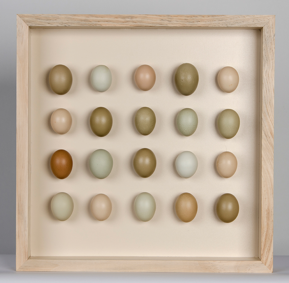 20 hen egg box