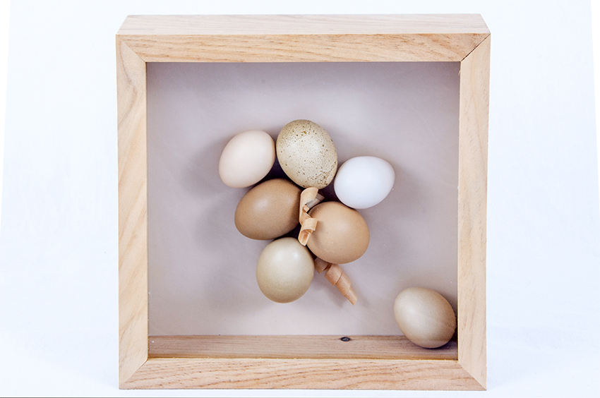 eggmoney nest